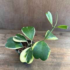 【サンプル】ハートホヤ 斑入り 1個 Hoya kerrii ホヤ サクララン 桜蘭 ホヤ カーリー ケリー シャムサクララン 観葉植物 観葉 植物  ハンギングにおすすめ 吊るす 吊り下げ インテリア プレゼント おしゃれ かわいい グリーン アートプランツ