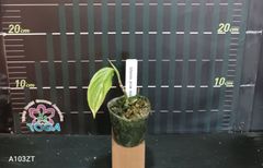 アグラオネマ 　ピクタム　トリカラー Aglaonema pictum tricolor