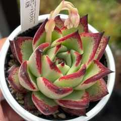★オリジナル交配！★（エボニー×そわそわ）× 紅檀 多肉植物（抜き苗）自家受粉実生苗 国産