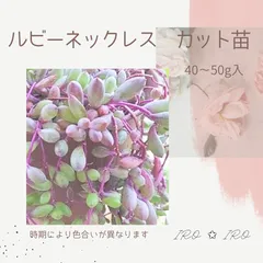 ルビーネックレス　カット苗　＋　他カット苗１本