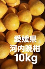 愛媛県産　宇和ゴールド　河内晩柑　柑橘　10kg