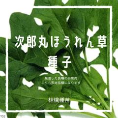 T05　家庭菜園でおすすめ品種　次郎丸ほうれん草　固定種　野菜の種　貴重な累代自家採種！ここが他とは違います！