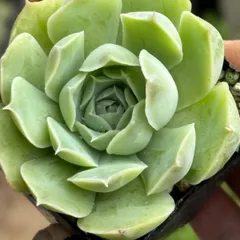 *ぷーさん* エケベリア ケーレス 原種 実生苗 9苗セット ぷーさん*様専用 エケベリア ケーレス 原種 実生苗 9苗セット