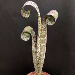 【スポットが美しい】ケスネリア  マルモラータ  ティムプローマン  #5  /  観葉植物