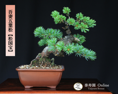 吾妻五葉松【松国宝】ショウコクホウ 小品盆栽 【泰寿園 Online】現品 一点物 接ぎ木 松 盆栽 五葉松 松柏 初心者 室内 鑑賞 趣味 卓上盆栽 盆栽鉢 グリーン 和 ギフト プレゼント 誕生日 母の日 父の日 敬老の日 お祝い 記念日