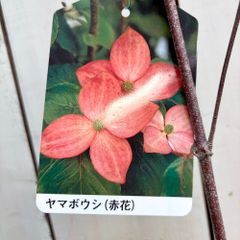 ヤマボウシ赤花　サトミ　5号鉢②