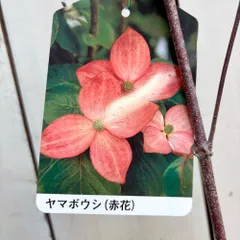 超レア　ヤマボウシ　赤花　斑入り葉　6号鉢　山法師 超レア ヤマボウシ 赤花 斑入り葉 6号鉢 山法師