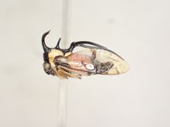 南アフリカ産　ゴミダマ　8mm サカダチゴミムシダマシ [15078903]の写真素材 - アフロ