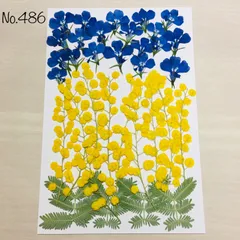 2024年最新】ロベリア 押し花の人気アイテム - メルカリ