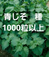＜野菜の種＞1000粒以上　青シソ　青じそ　2.5ｍｌ　紫蘇　大葉　しそ　※種です※のサムネイル