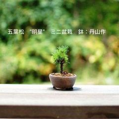 五葉松 明星（みょうじょう） 苗木素材 盆栽鉢丹山作 自分で作るミニ盆栽