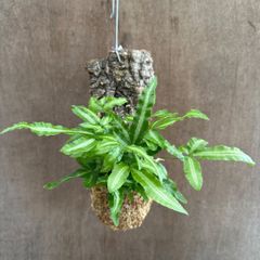 プテリス アルボリネアータ コルク付け 現品 Pteris ensiformis 'Albolineata' イノモトソウ科 シダ植物 シダ 観葉植物 観葉 植物 珍奇植物 珍奇 珍しい ハンギング 吊るす 吊り下げ インテリア プレゼント オオバイノモトソウ