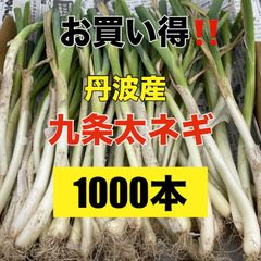 丹波産‼️九条太ネギ苗500本‼️甘みとぬめりが特徴のネギ‼️苗の専門店より発送 丹波産‼️九条太ネギ苗500本‼️甘みとぬめりが特徴のネギ‼️苗の専門店