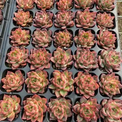 多肉植物 韓国苗 エケベリア MIX100苗セット 画像のセット 多肉植物 韓国苗 エケベリア MIX100苗セット 画像のセット 5韓国