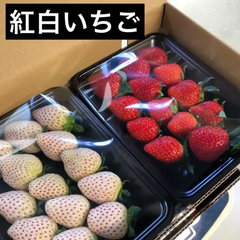 いちご　紅白