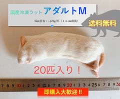 【送料無料】国産冷凍ラットアダルトM 20匹入@即購入OK！北海道・沖縄の方も送料無料です！
