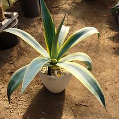 アガベ　ウェベリー アリゾナスター　AGAVE　60㎝