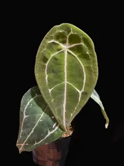 2025年最新】アンスリウムの人気アイテム - メルカリ