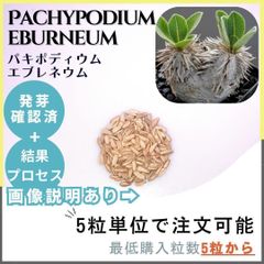 【種子】パキポディウム エブレネウム /セット割あり 数量5粒から購入OK