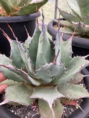 アガベ　アプラナータ　メリコ大株　シルバーブルー アガベ アプラナータ 青メリコ 大株 画像更新