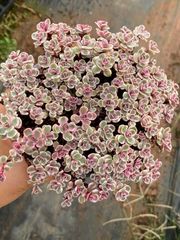 k*o様 D780　花火　105苗セット　多肉植物　土根付き　エケベリア　サボテ k*o様 D780 花火 105苗セット 多肉植物 土根付き エケベリア サボテ