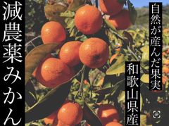 減農薬みかん　訳あり　5キロ　有田みかん　産地直送　サイズ混合
