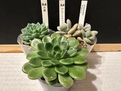 【札つき】小蝶　綴化　ぼのぼのさん苗　ポットごと発送 札つき】小蝶綴化ぼのぼのさん苗ポットごと発送