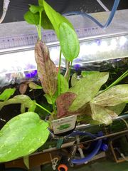 Bidayuha Crassispatha Kalimantan Barat子株 Bidayuha crassispatha Kalimantan Barat - メルカリ