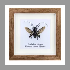 2025年最新】カミキリムシ標本の人気アイテム - メルカリ