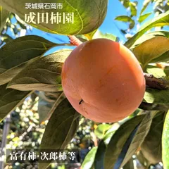 2024年最新】次郎柿の人気アイテム - メルカリ