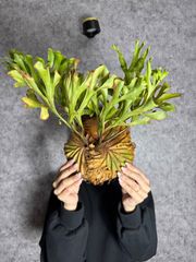 輸入直後新鮮株【Lサイズ】8 ▽P.ridleyi Wild from Central Borneo ▽ リドレー　リドレイ【PLANET】ビカクシダ