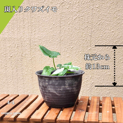 【抜き苗】約13㎝ 斑入りクワズイモ 初心者歓迎・健康な苗！南国を感じる 希少🌟4-4