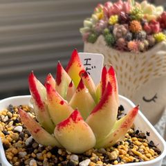 多肉植物 ☘️ エボニー 抜き苗