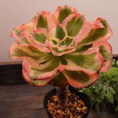 MA064	緑豆砂錦	【イータニク】多肉植物　韓国苗　第四種郵便発送