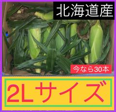 【数量限定】北海道 富良野産 新じゃが 込み玉 品種 とうや 約19kg