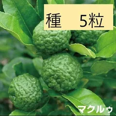 生コブミカンバイマックル30gー+生レモングラス200gセット