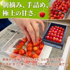 【2025年6月中旬以降順次発送】 山形県産 さくらんぼ 佐藤錦 紅秀峰 秀品 バラ詰め 700g 東北ECグローバル 【TG】