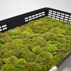 teru3様専用 コケ各種4.5パレットとカサゴケ15本入1パック - メルカリ