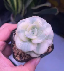 ❤️専用出品❤️ラブリーローズ錦❤️葉挿しっ子⑦❤️          ★セール ♪★ 多肉植物 ラブリーローズ錦