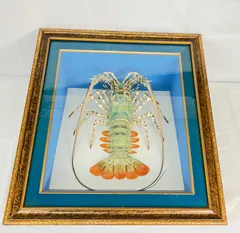 2025年最新】剥製 伊勢海老の人気アイテム - メルカリ