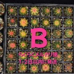 緋牡丹錦　世界の図　ロイホワイト　サボテン 緋牡丹錦 世界の図 ロイホワイト サボテン