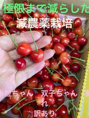しゃなぷ様　　減農薬栽培　さくらんぼ　佐藤錦訳あり
