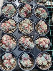 抜き苗 ナーヤエルフ MY38×15株 ふっくら 多肉植物 エケベリア サボテン 韓国苗 新入荷