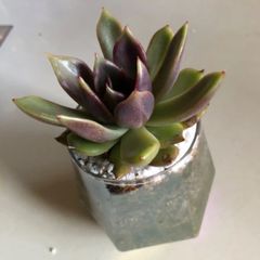 ブラックローズ　多肉植物