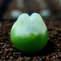 多肉植物 コノフィツム Rラツム 種子