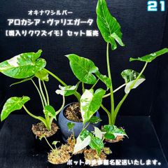 アロカシア・オドラ・ヴァリエガータ【斑入りクワズイモ】