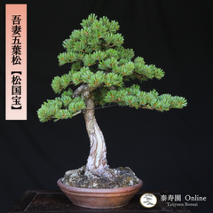 吾妻五葉松【松国宝】文人調 盆栽 現品 一点物 接ぎ木 山採り 優良葉性 五葉松 松 盆栽