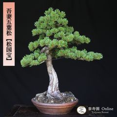 吾妻五葉松【松国宝】文人調 盆栽 現品 一点物 接ぎ木 山採り 優良葉性