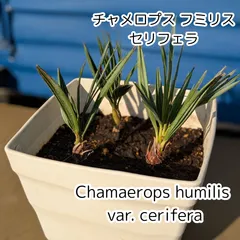 2025年最新】チャメロプス フミリス セリフェラの人気アイテム 2025年最新】チャメロプス フミリス セリフェラの人気アイテム