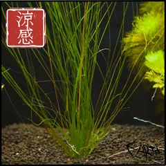 CuoreFarm - クオレファーム